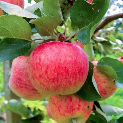 Яблоня ПИРОС в Дзержинске