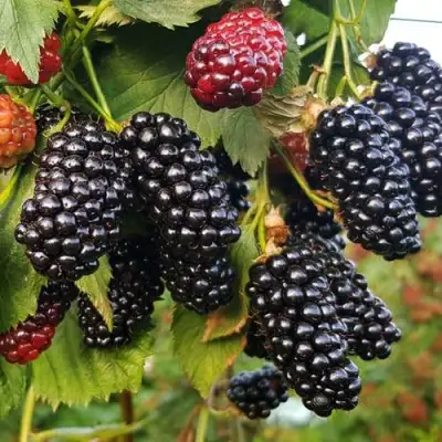 Ежевика НАТЧЕЗ бесшипная  в Дзержинске