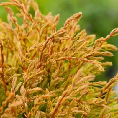 Туя ГОЛДЕН ТАФФЕТ западная в Дзержинске