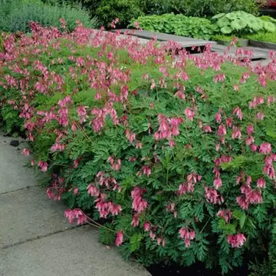 Дицентра изящная в Дзержинске