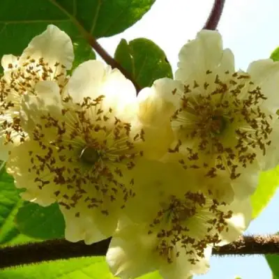 Актинидия АТЛАС (МУЖСКОЙ) киви в Дзержинске