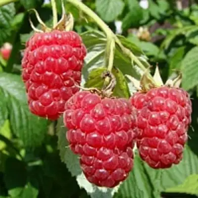 Малиновое дерево ТАРУСА в Дзержинске