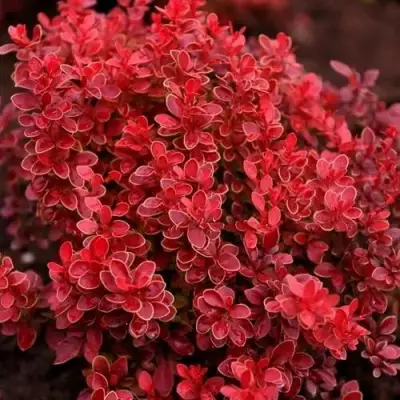 Барбарис РЕД ХОТ ЧИЛИ тунберга в Дзержинске