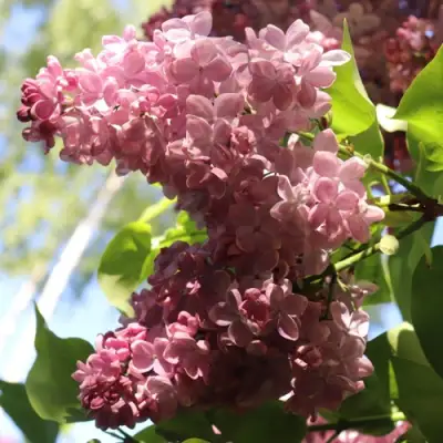 Сирень МЕДОВЫЙ СПАС в Дзержинске