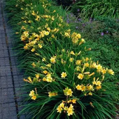 Лилейник СТЕЛЛА ДЕ ОРО гибридный в Дзержинске