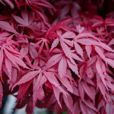 Клен дланевидный АТРОПУРПУРЕУМ в Дзержинске