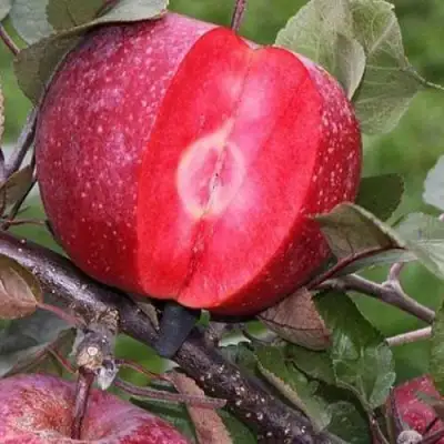 Яблоня РЕД КЕТТИ в Дзержинске