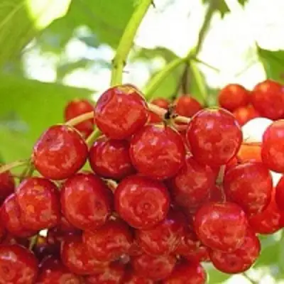 Калина КИЕВСКАЯ САДОВАЯ в Дзержинске