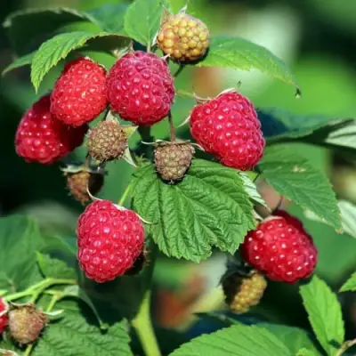 Малиновое дерево СКАЗКА в Дзержинске