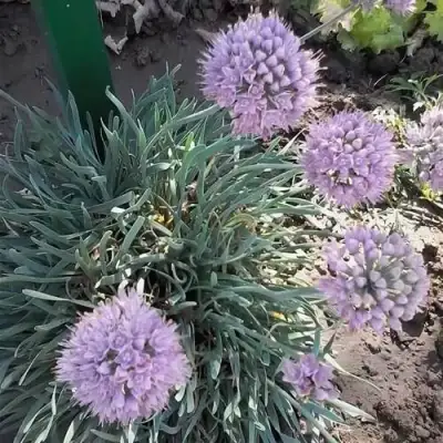 Лук СПИРАЛИС горный в Дзержинске