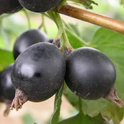 ЙОШТА в Дзержинске