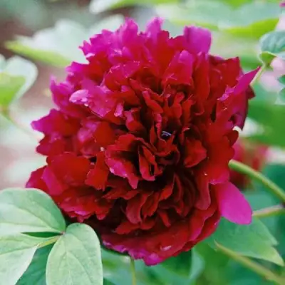 Пион ГАЛАКТИКА травянистый в Дзержинске