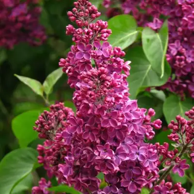 Сирень ЗНАМЯ ЛЕНИНА в Дзержинске