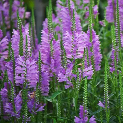 Физостегия РОЗЕЯ виргинская в Дзержинске