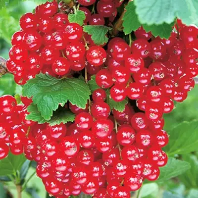 Смородина красная РУДНЕУС в Дзержинске