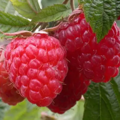 Малина ПИНГВИН в Дзержинске