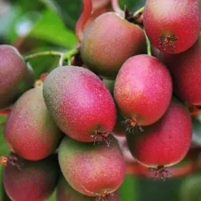 Актинидия ВЕЙКИ аргута в Дзержинске