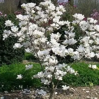 Магнолия АЛЬБА СУПЕРБА в Дзержинске