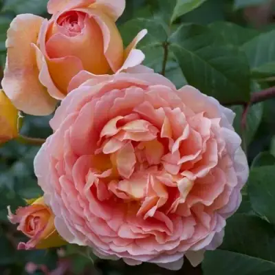 Роза АБРАХАМ ДЕРБИ английская в Дзержинске