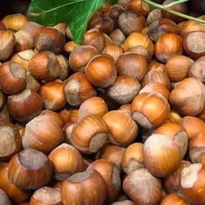 Фундук ТОНДА ДЖИФФОНИ в Дзержинске