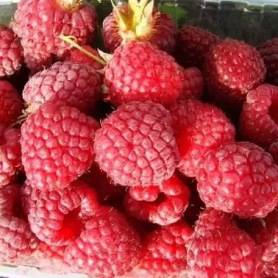 Малина ПОЛЕСЬЕ в Дзержинске