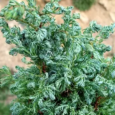 Кипарисовик БЕБИ БЛЮ горохоплодный в Дзержинске