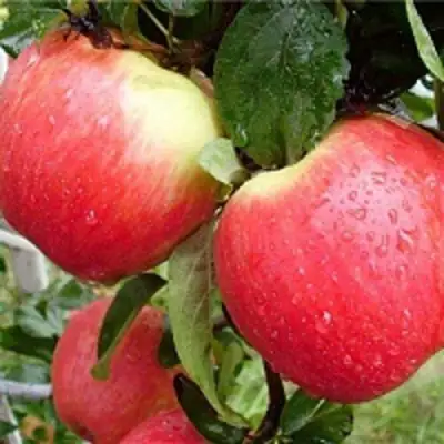 Яблоня ЖЕНЕВА (ЖЕНЕВА ЭРЛИ) в Дзержинске