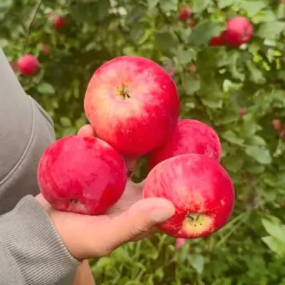 Яблоня АКСЕНА в Дзержинске