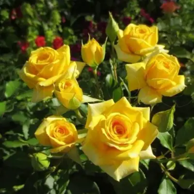 Роза ШАНИ спрей в Дзержинске