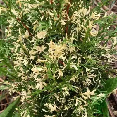 Туя БРАБАНТ ВАРИЕГАТТА западная в Дзержинске