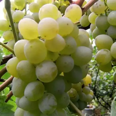 Виноград ТАЛИСМАН в Дзержинске