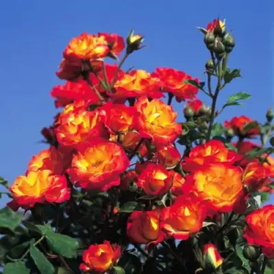 Роза ТАЙФУН спрей в Дзержинске