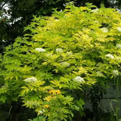 Бузина черная АУРЕА в Дзержинске