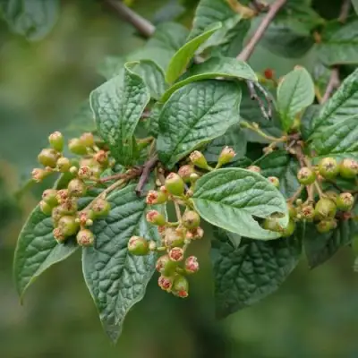 Кизильник пузырчатый в Дзержинске