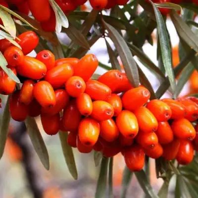 Облепиха ДЖЕМОВАЯ в Дзержинске