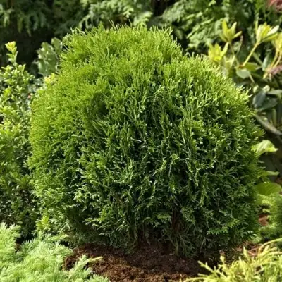 Туя ТИНИ ТИМ западная в Дзержинске