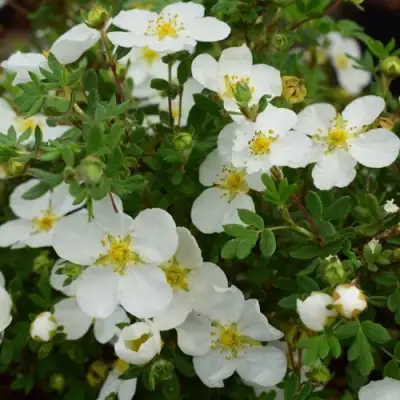 Лапчатка АББОТСВУД кустарниковая в Дзержинске