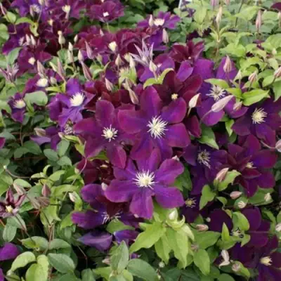 Клематис ГЕРОИ ВАРШАВЫ в Дзержинске