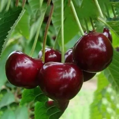 Вишня ЖАДАНА в Дзержинске