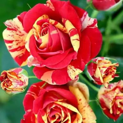 Роза ФАЙЕР ФЛЕШ спрей в Дзержинске