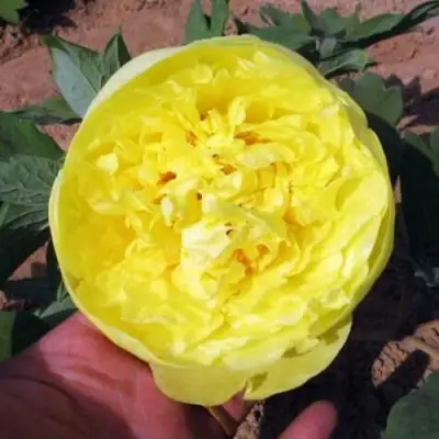 Пион ЗОЛОТО ПОДНЕБЕСНОЙ древовидный в Дзержинске