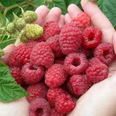 Малина МОЛЛИНГ ДЖУНО в Дзержинске