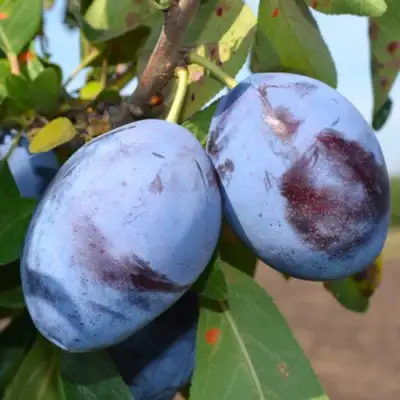 Слива ЧАЧАКСКАЯ ЛЕПОТИКА в Дзержинске