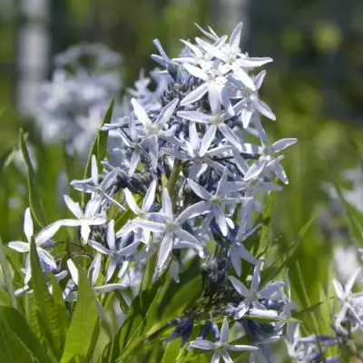 Амсония ТАБЕРНЕМОНТАНА в Дзержинске