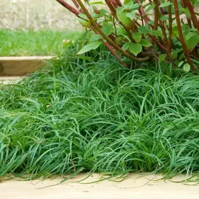 Осока БИТЛЗ в Дзержинске