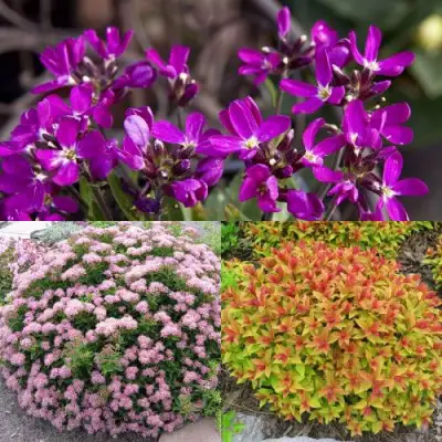 Комплект ЯПОНСКИЙ САД в Дзержинске