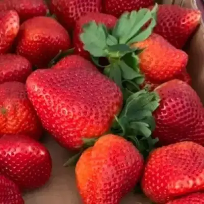 Клубника МОНТЕРЕЙ ремонтантная в Дзержинске