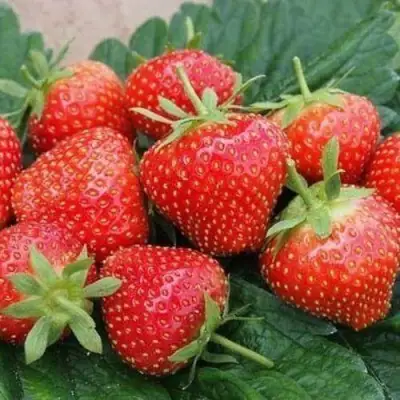 Клубника ЭЛЬСАНТА в Дзержинске