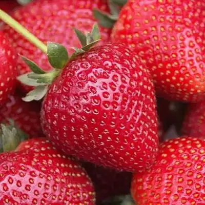 Клубника СЕЛЬВА ремонтантная в Дзержинске