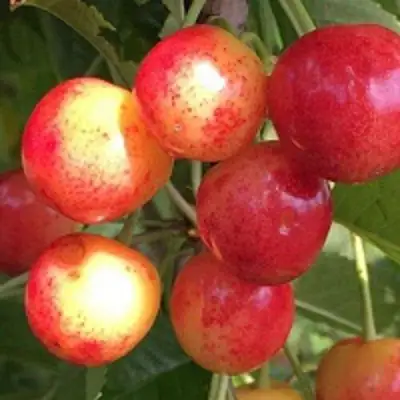 Черешня СОПЕРНИЦА в Дзержинске